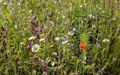 Greater Manchester’s Biodiversity Net Gain Investment Facility given funding