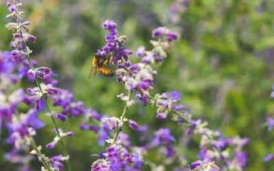 86 acres of brownfield to become Salford’s first Biodiversity Bank