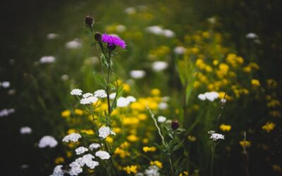 Manchester Libraries gain funding to help communities connect with nature