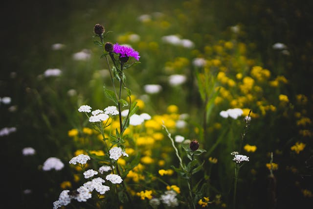 Manchester Libraries gain funding to help communities connect with nature